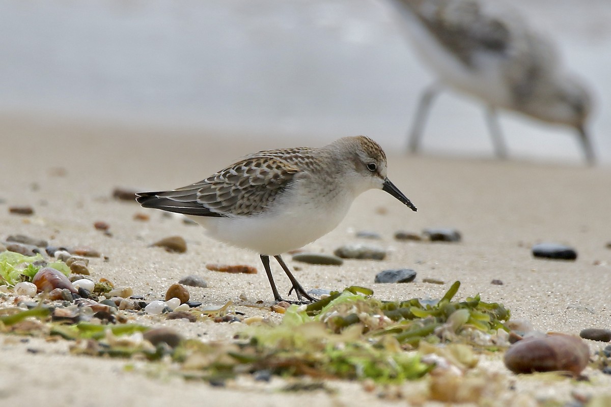 Semipalmated Sandpiper - ML603511911