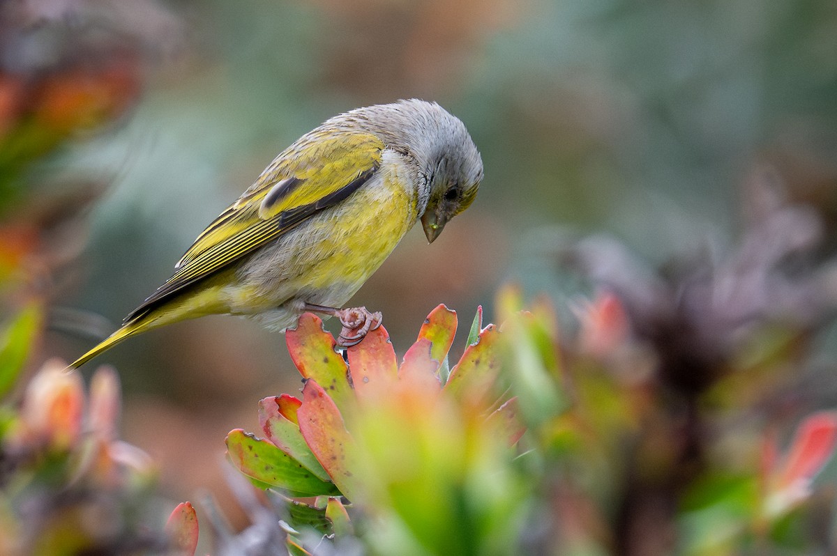 Cape Canary - ML603512091