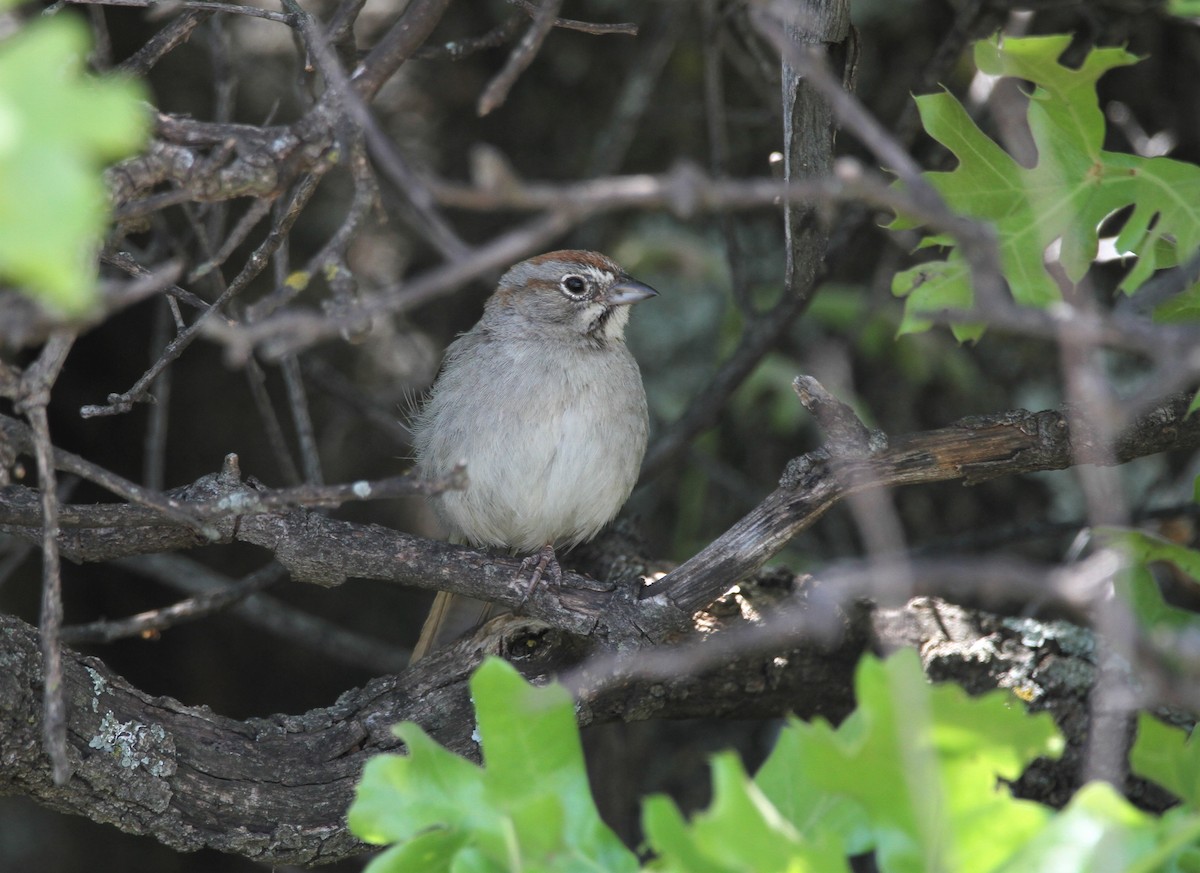 Rufous-crowned Sparrow - ML603512291