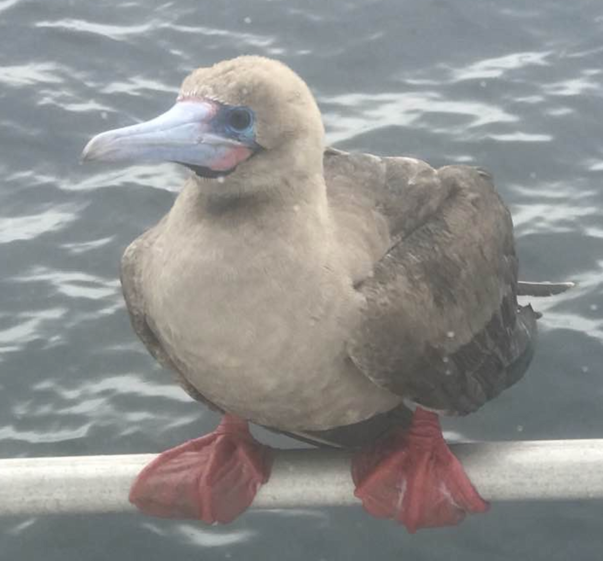 Red-footed Booby - ML603513911