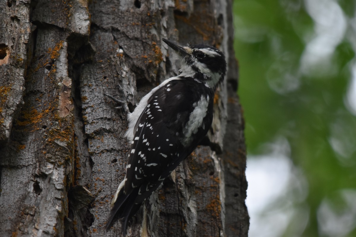 Hairy Woodpecker - ML603513921