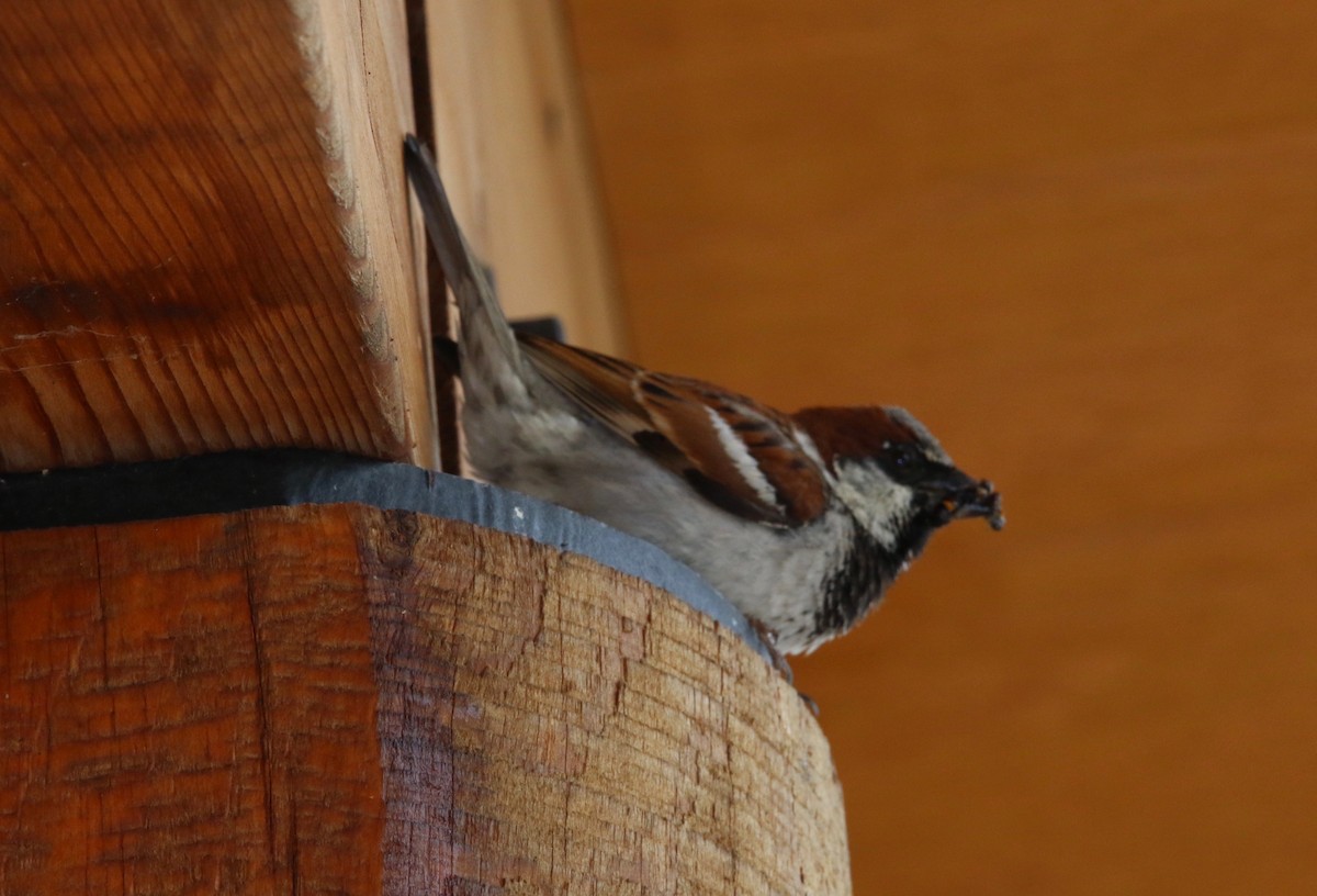 House Sparrow - ML60351481