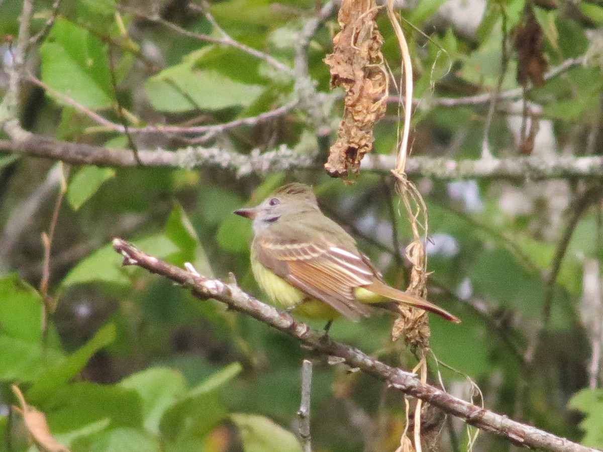 Great Crested Flycatcher - ML60351771