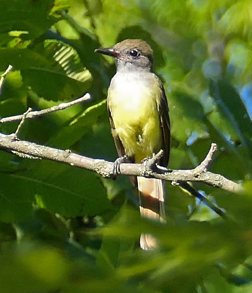 Great Crested Flycatcher - Barbara Bell