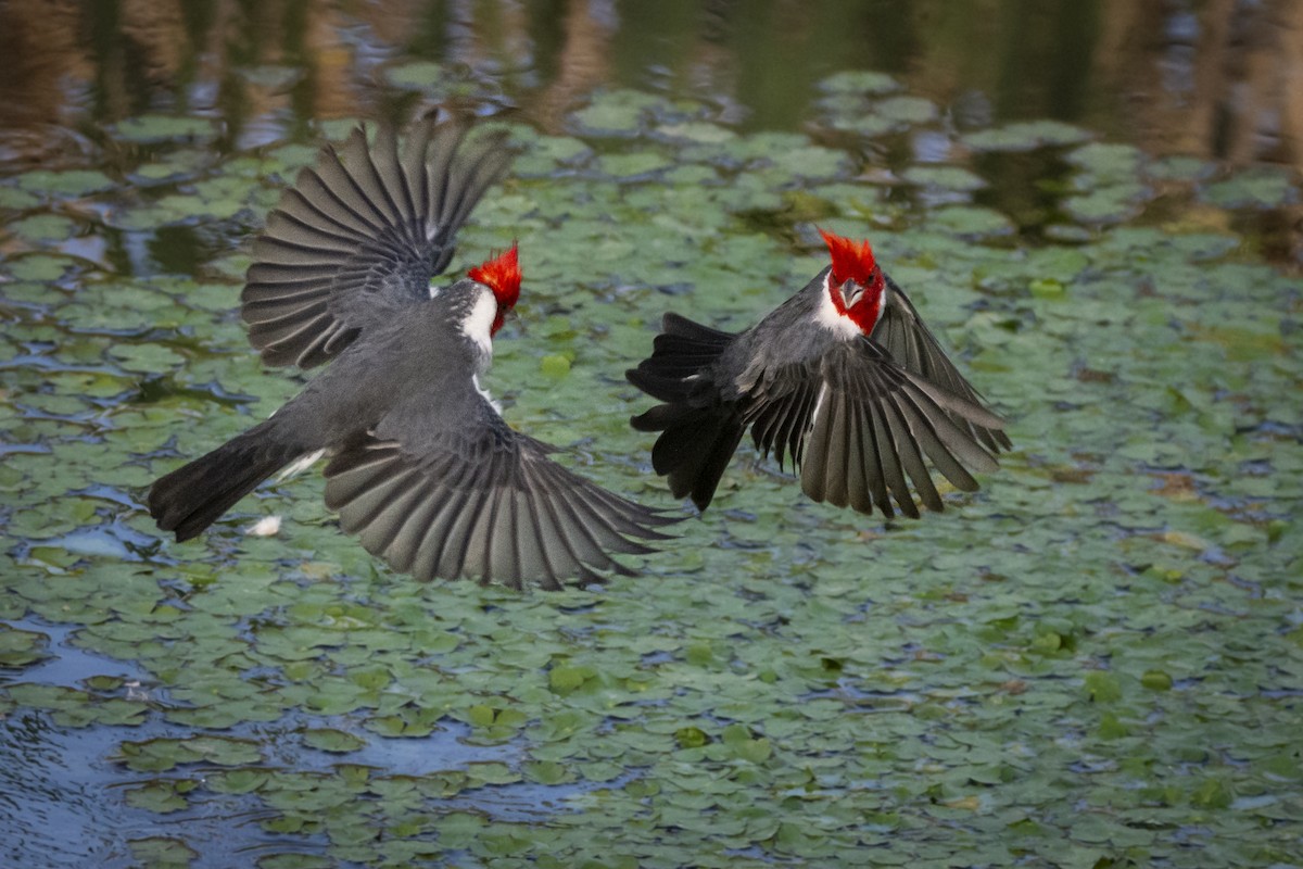 Red-crested Cardinal - ML603520811