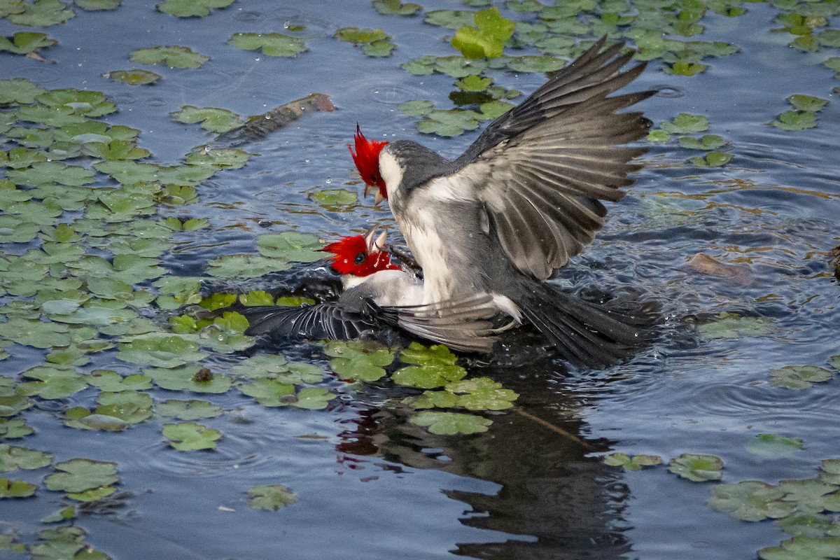 Red-crested Cardinal - ML603520831