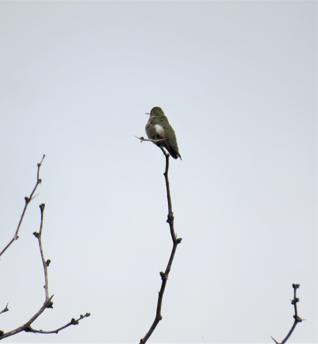 Trochilidae sp. - ML603521731