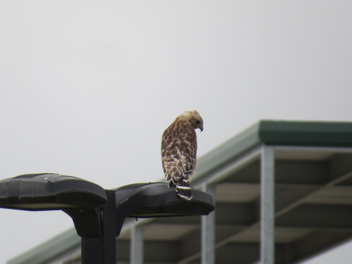 Red-shouldered Hawk - ML603521761