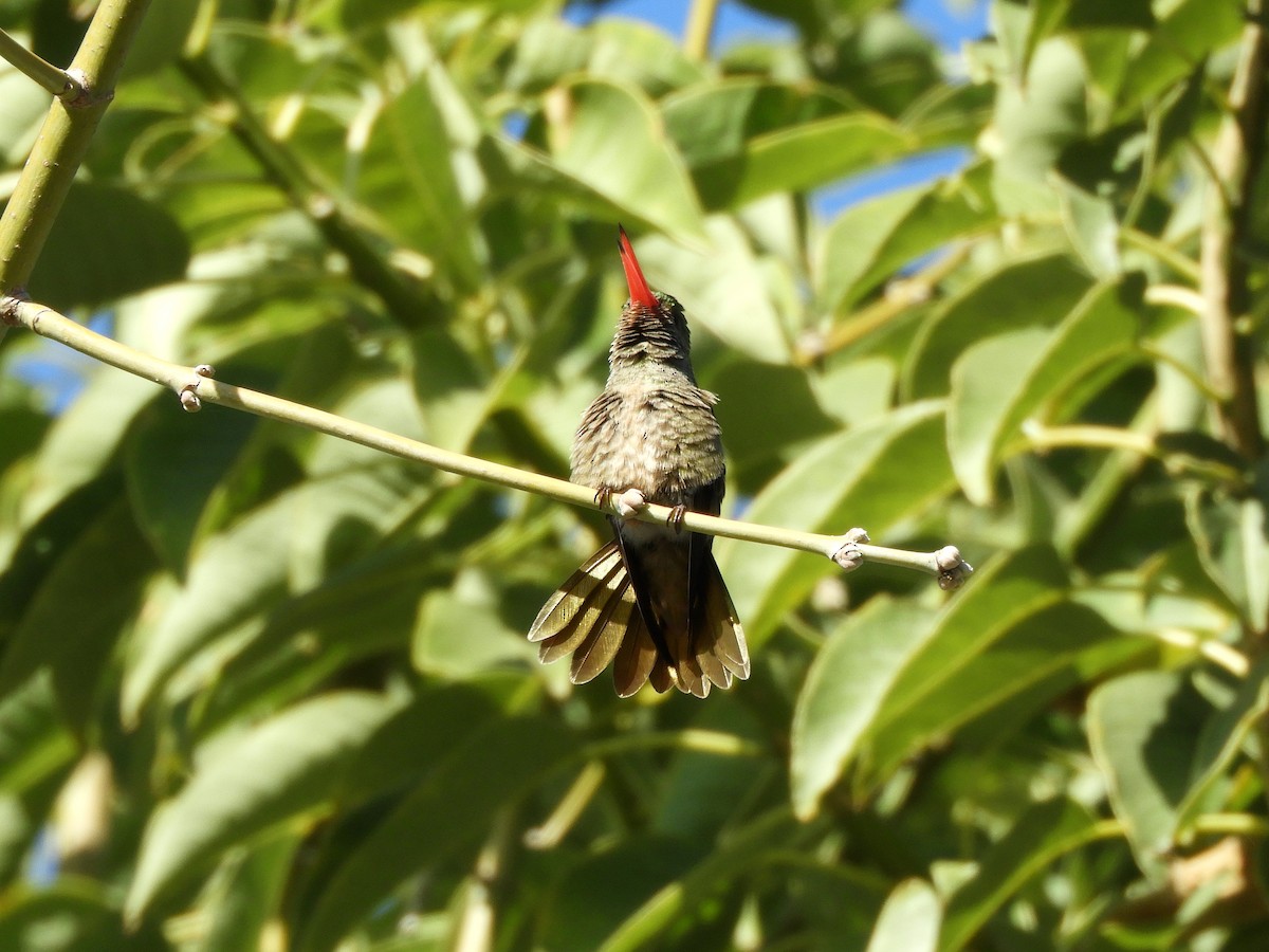 Gilded Hummingbird - ML603521771