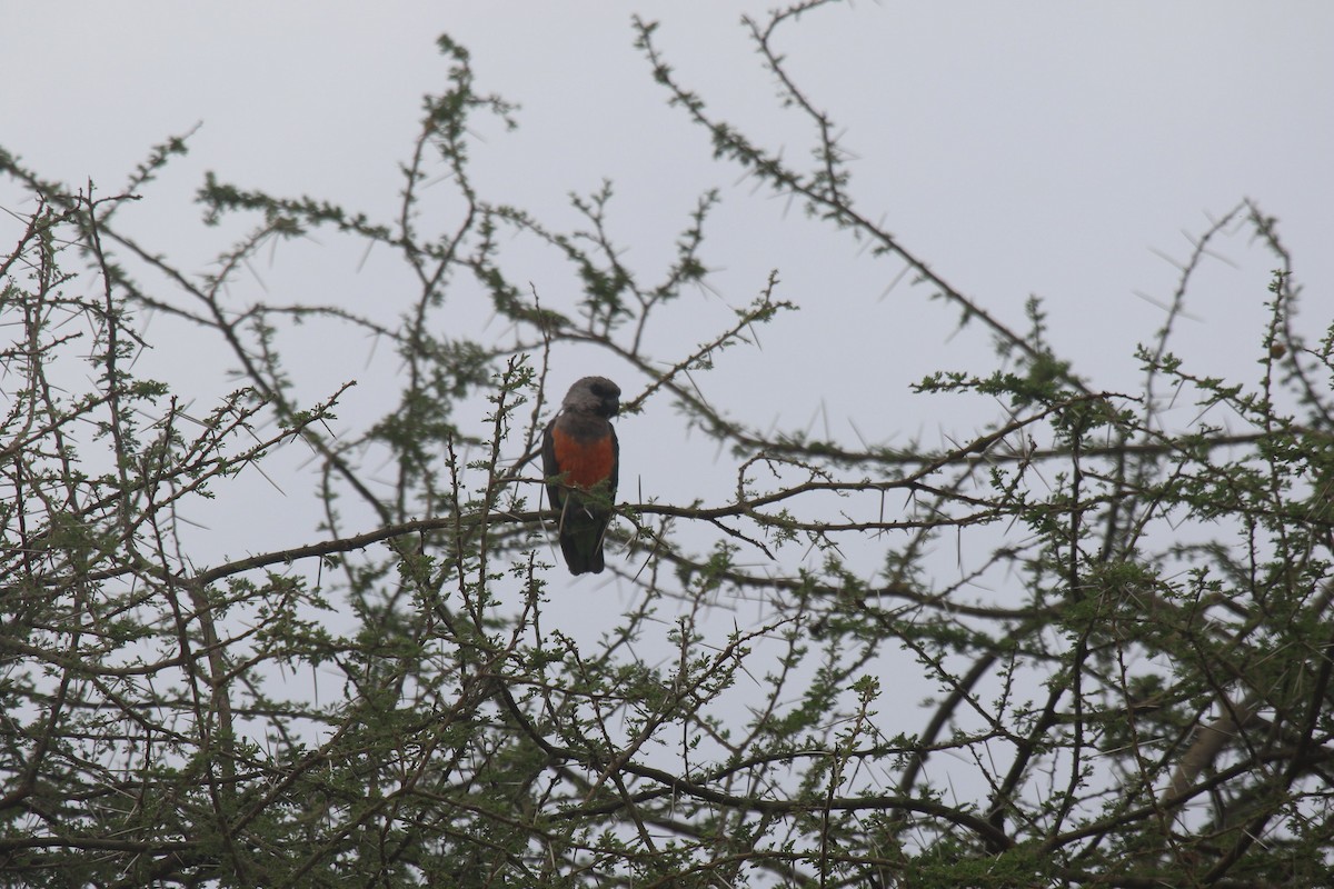Kırmızı Karınlı Senegal Papağanı - ML603522321