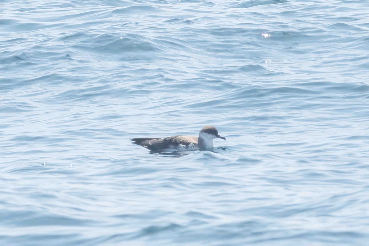 Manx Shearwater - ML603522751