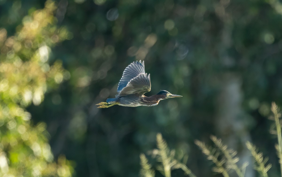 Green Heron - Harvey Fielder