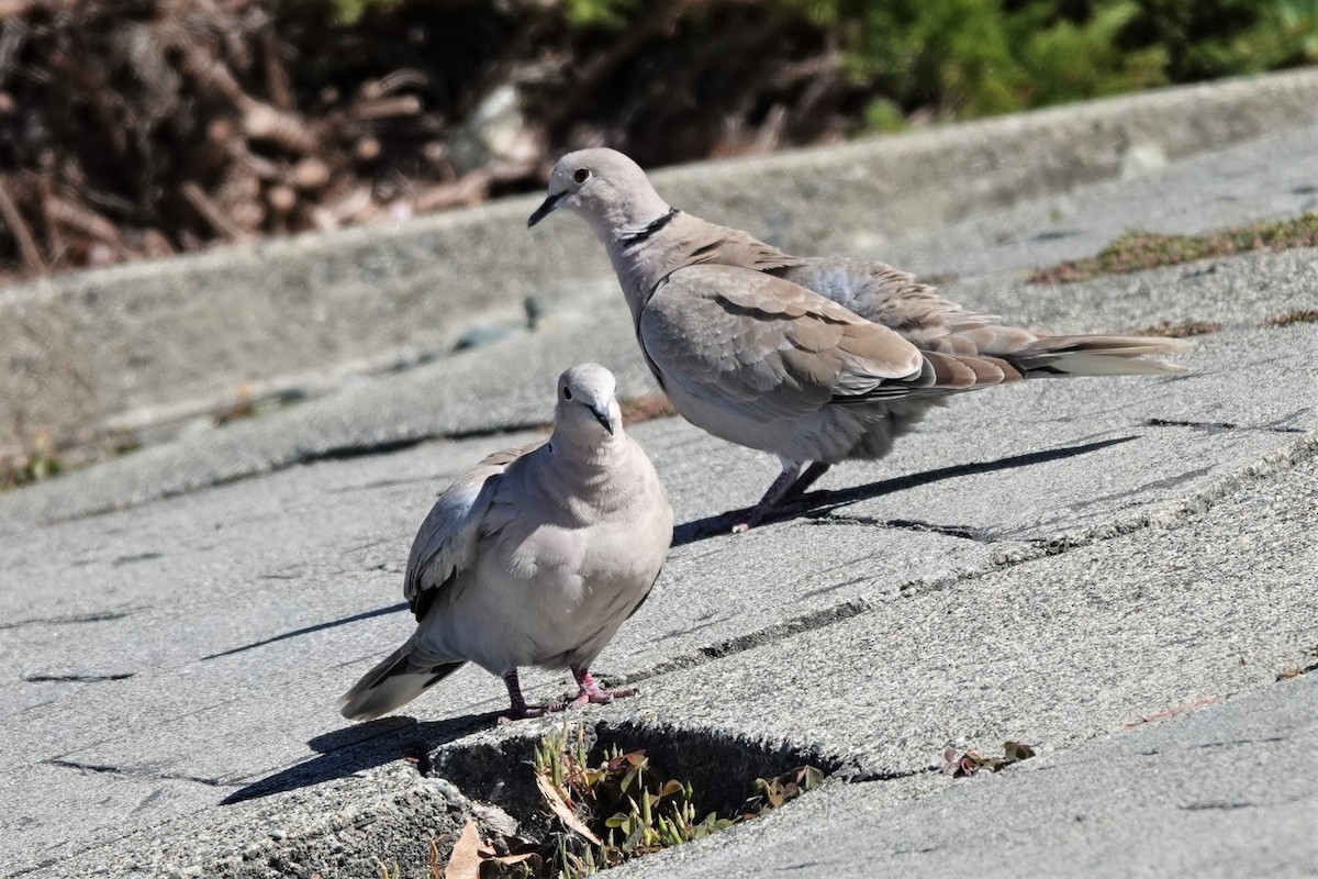 Eurasian Collared-Dove - ML603523381