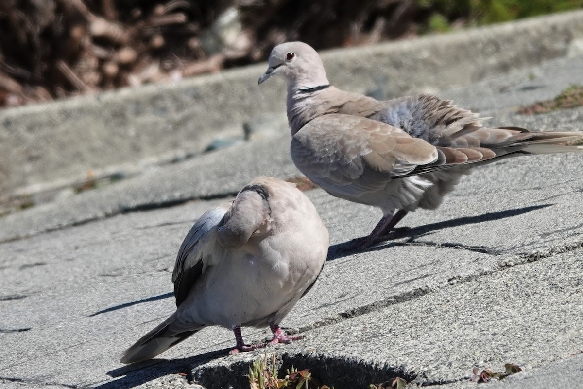 Eurasian Collared-Dove - ML603523401