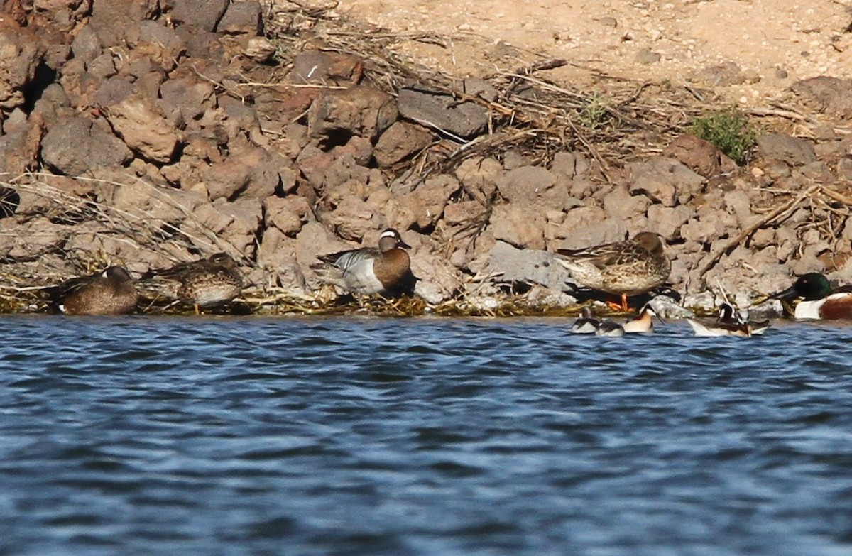 Garganey - ML603523981