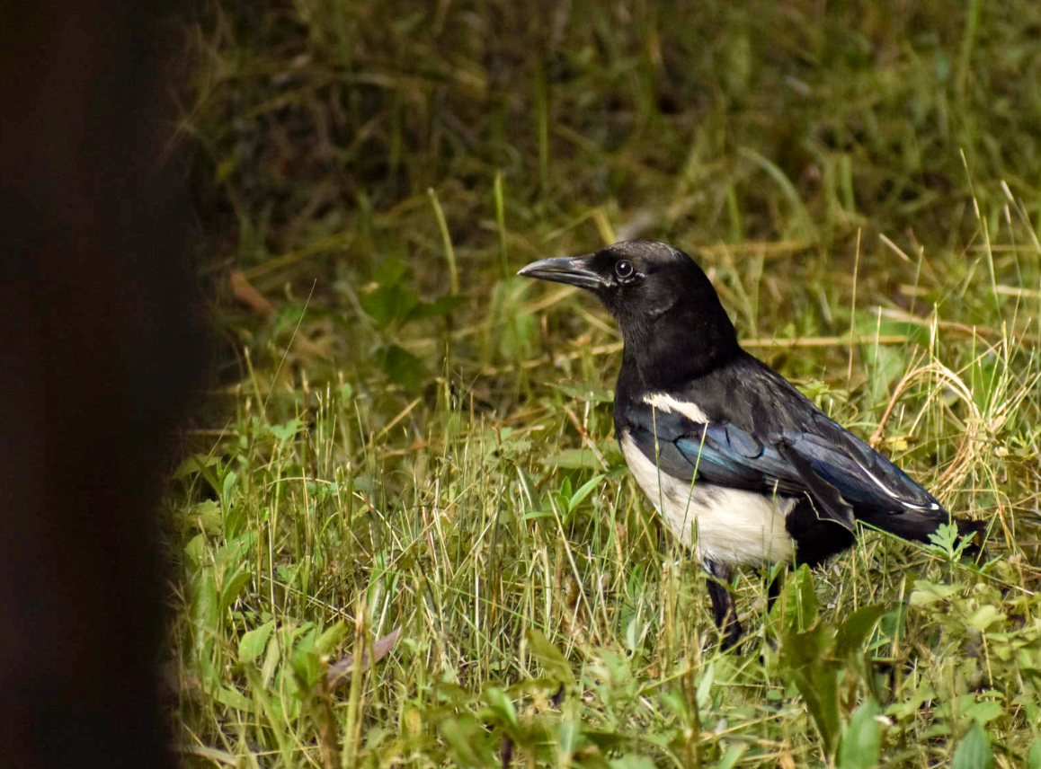 Oriental Magpie - ML603524161