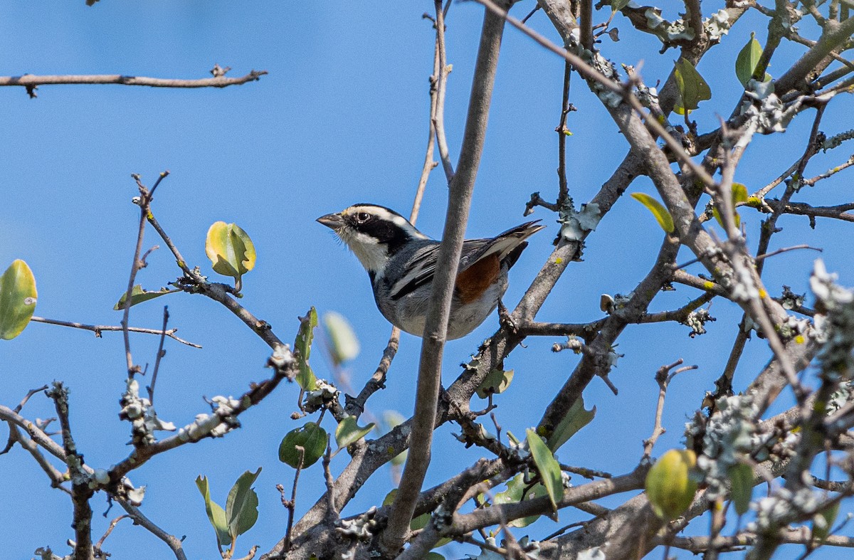 Ringed Warbling Finch - ML603524171