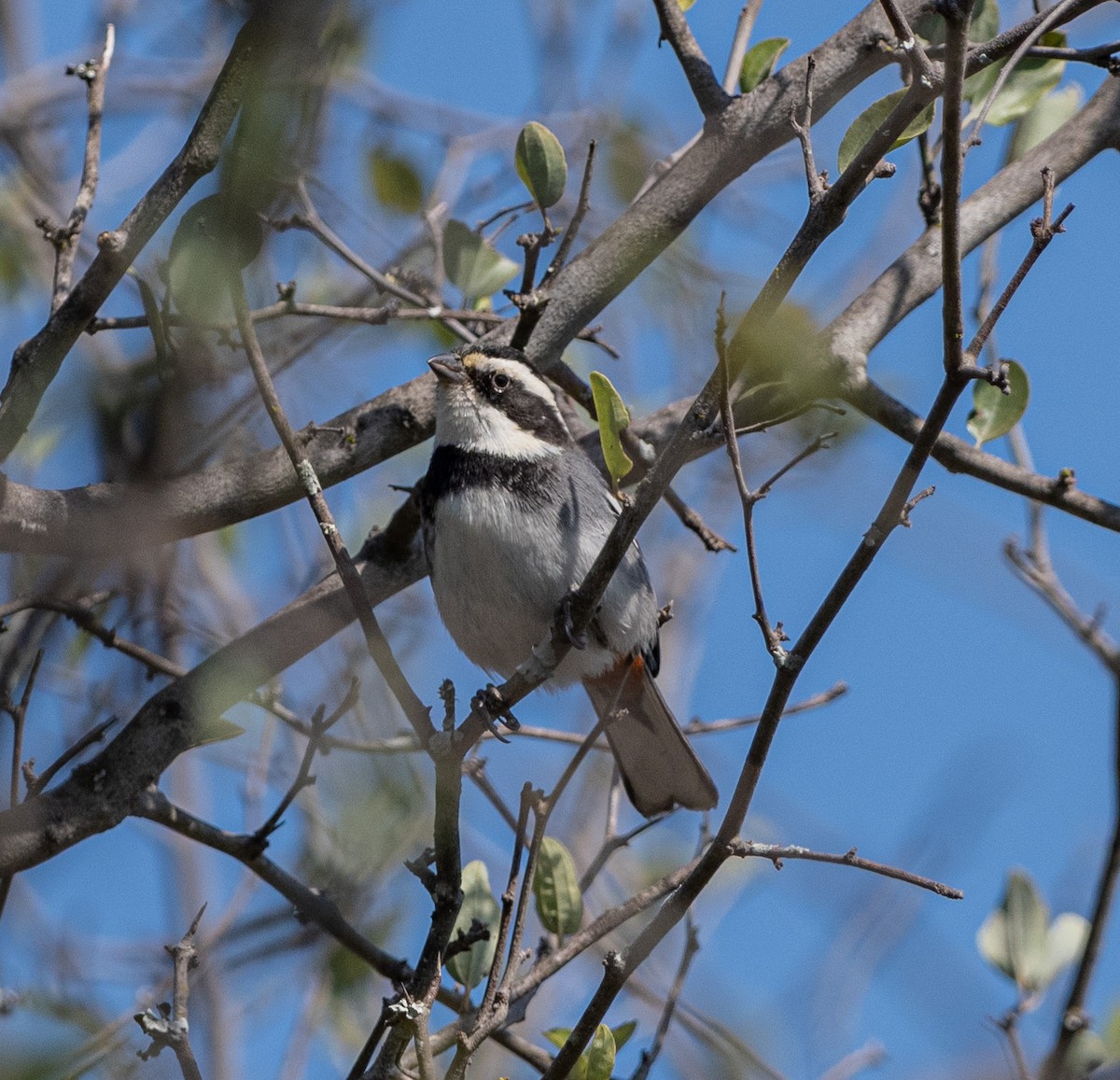 Ringed Warbling Finch - ML603524231