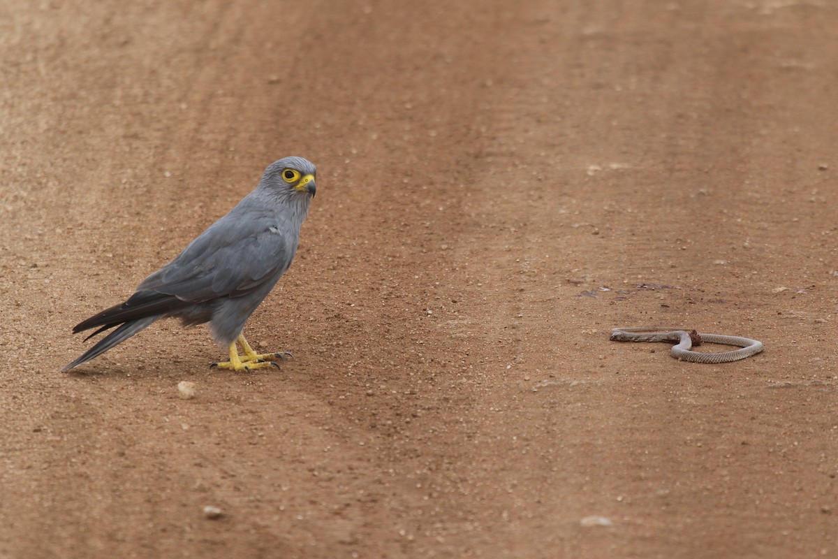 Gray Kestrel - ML603524281