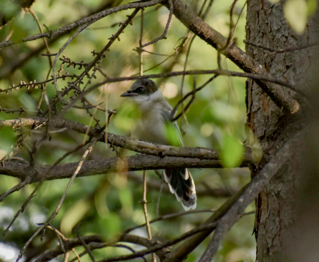 Azure-winged Magpie - ML603524291