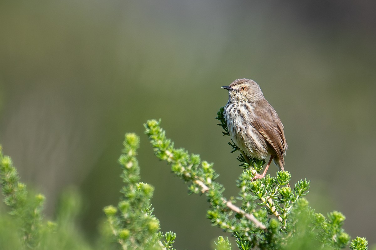Karoo Prinia - ML603524691