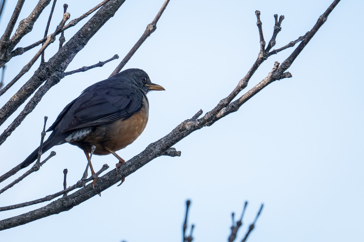 Olive Thrush - Robert Johnson