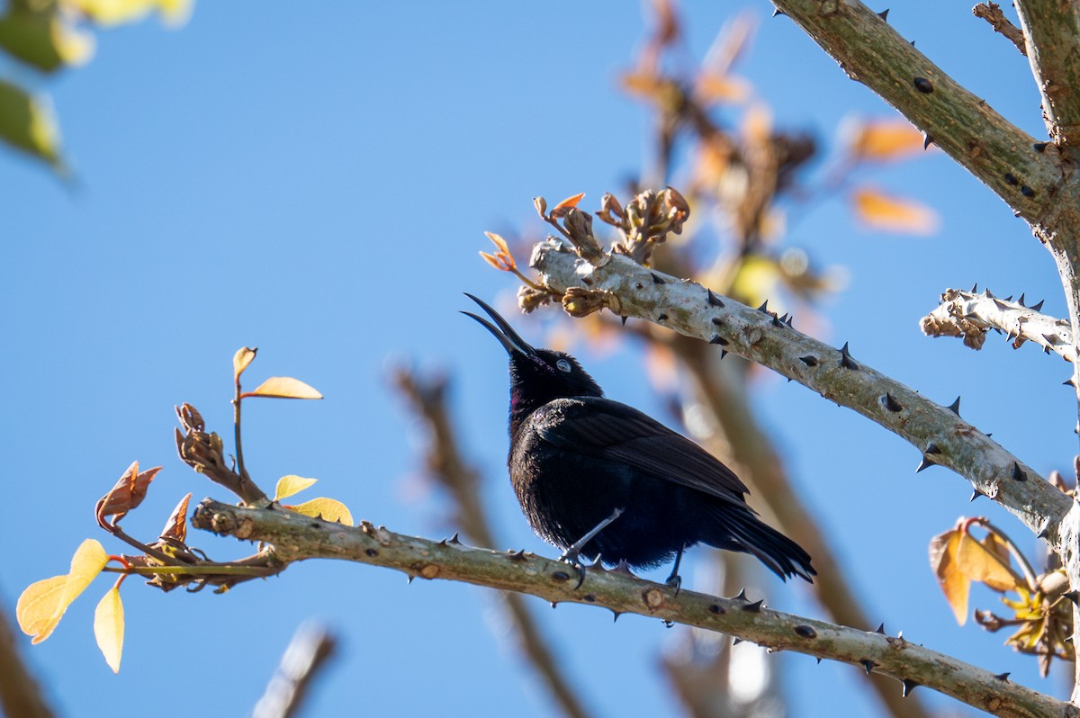 Amethyst Sunbird - ML603524921