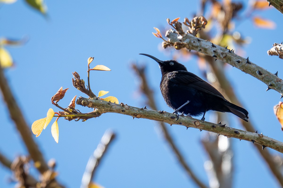 Amethyst Sunbird - ML603524951