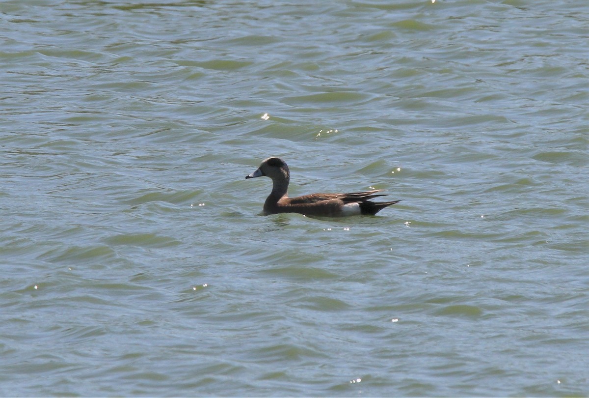 American Wigeon - ML603525001