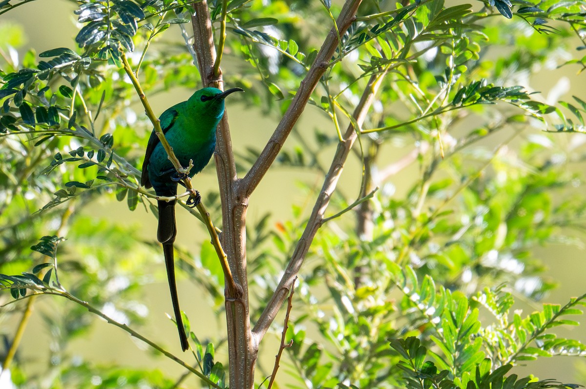 Malachite Sunbird - ML603525021