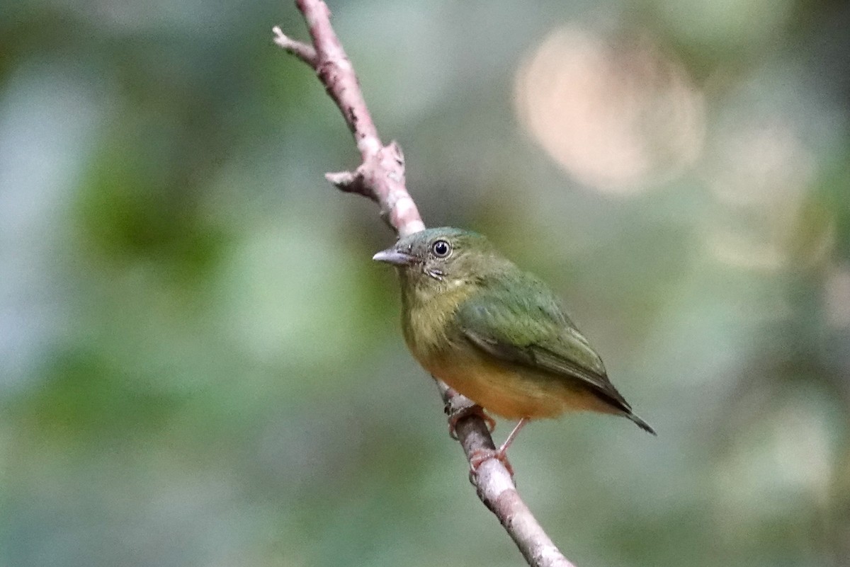 Snow-capped Manakin - ML603525071