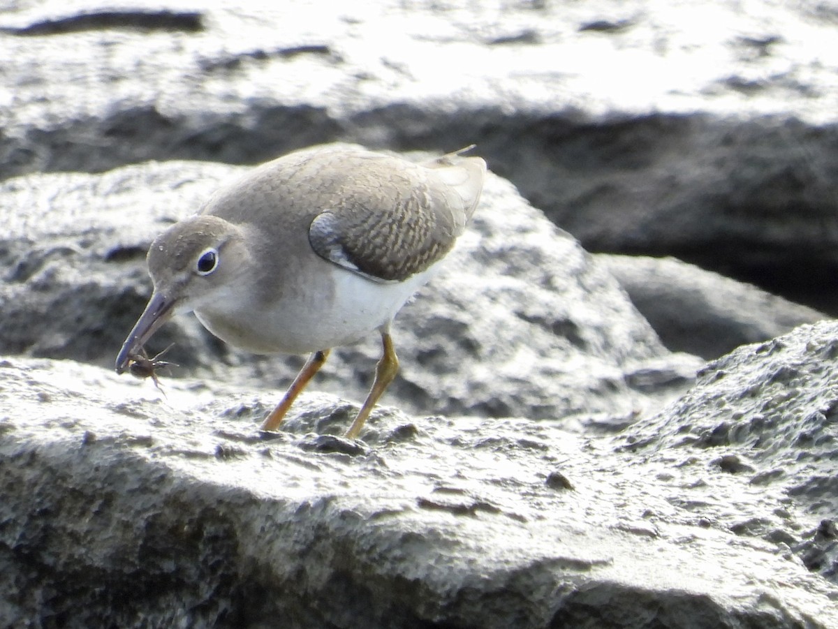 Spotted Sandpiper - ML603525121