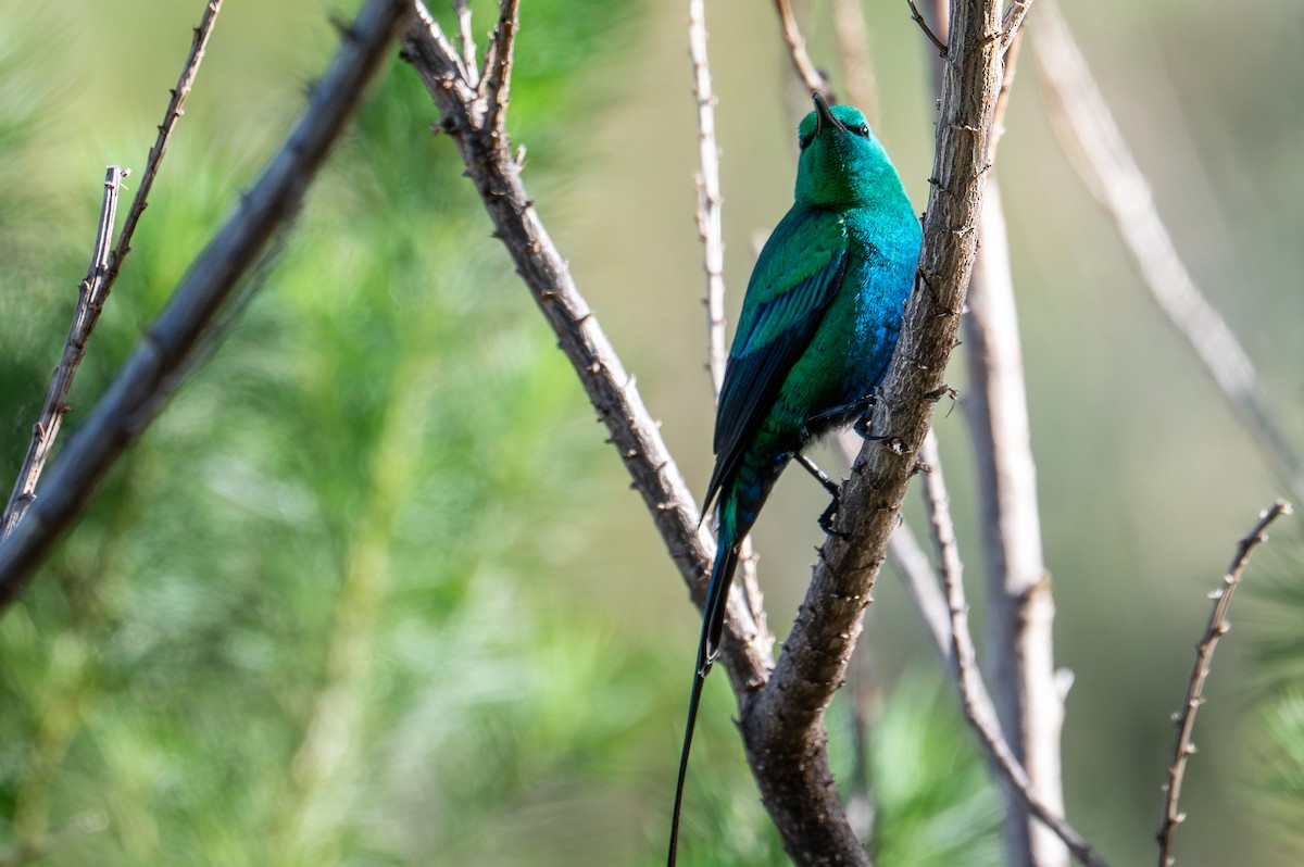 Malachite Sunbird - ML603525161
