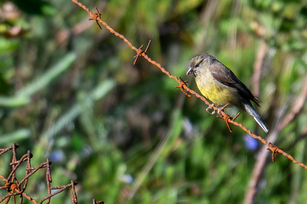 Cape Siskin - ML603525241