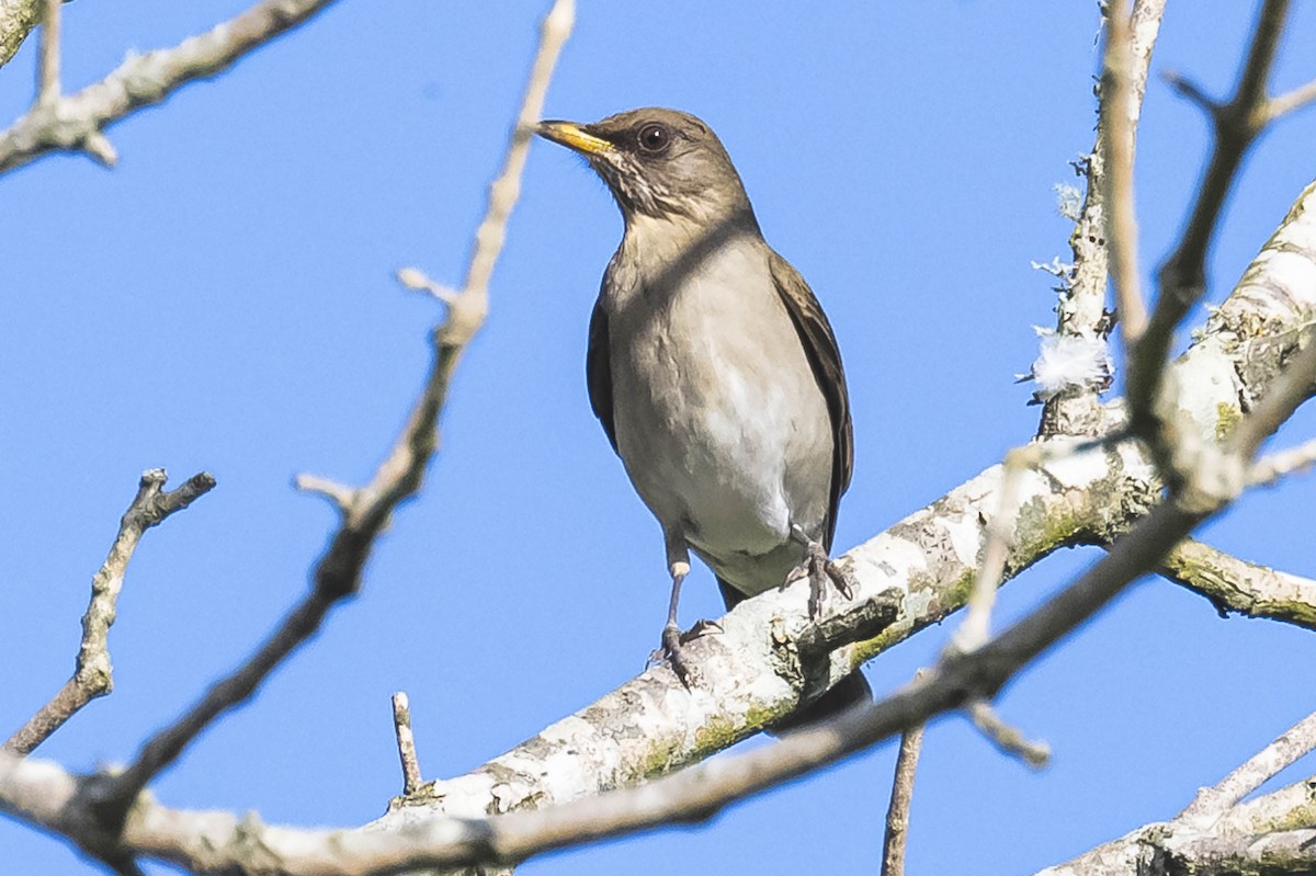 Creamy-bellied Thrush - ML603525261