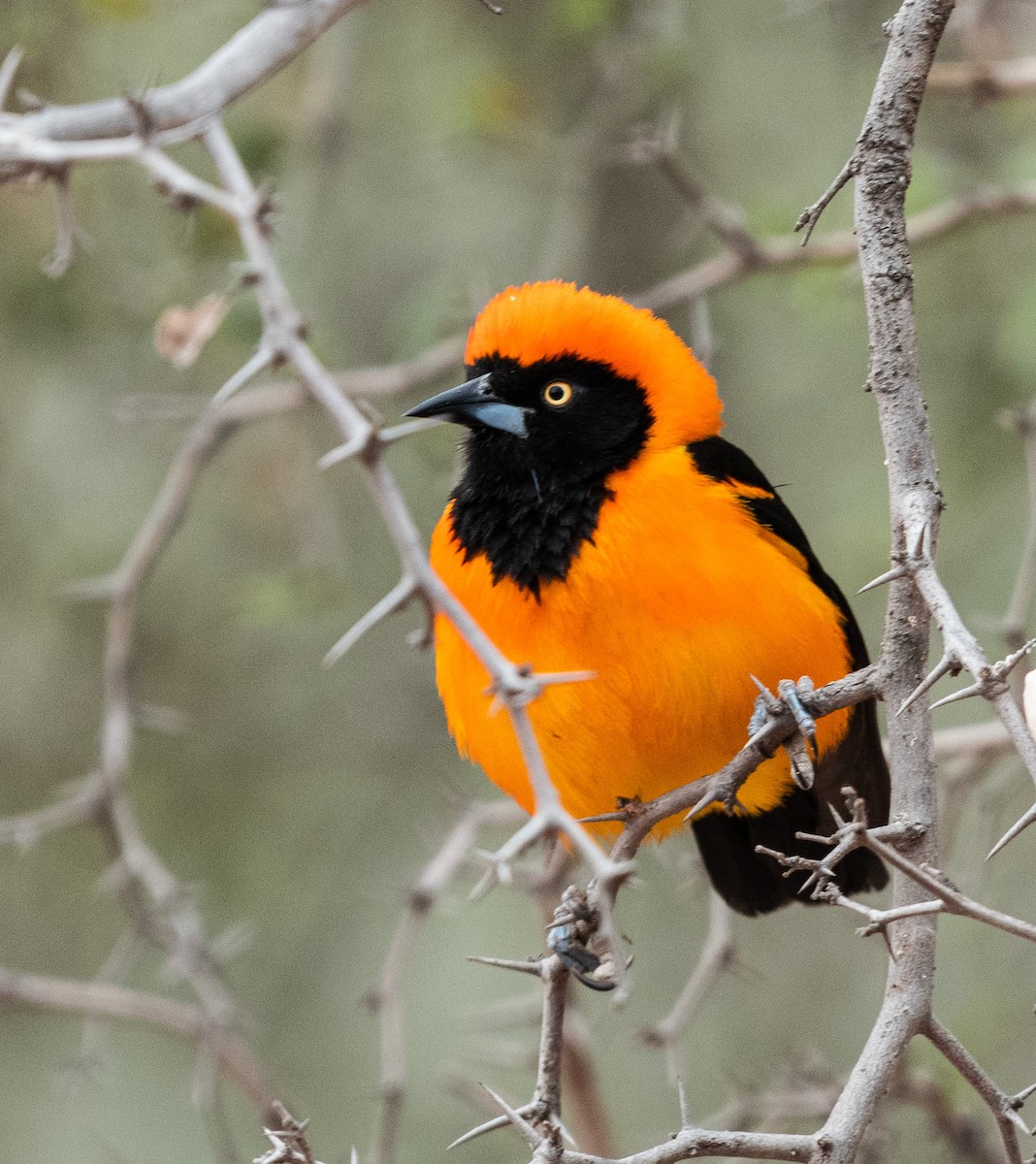 Orange-backed Troupial - ML603525401