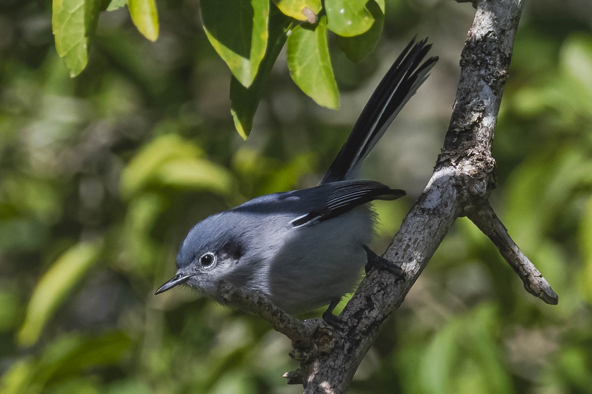 Masked Gnatcatcher - ML603525411