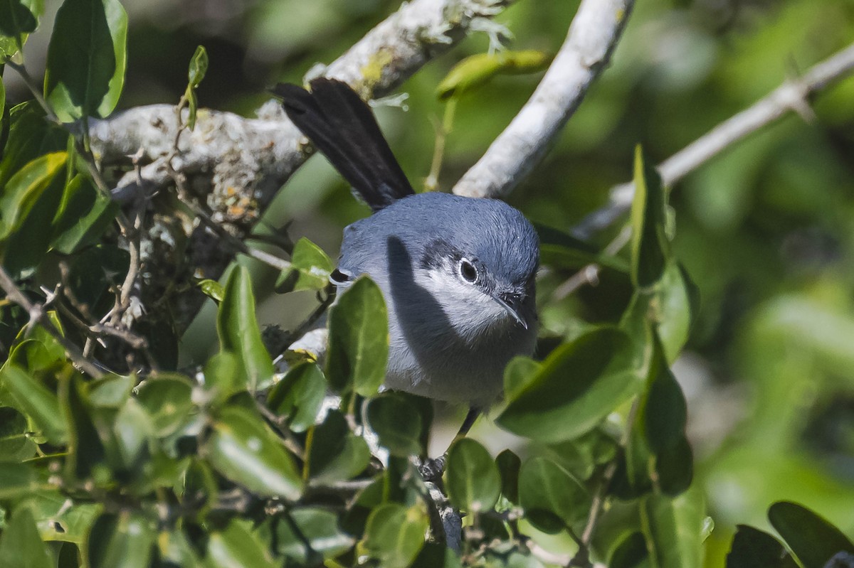 Masked Gnatcatcher - Amed Hernández