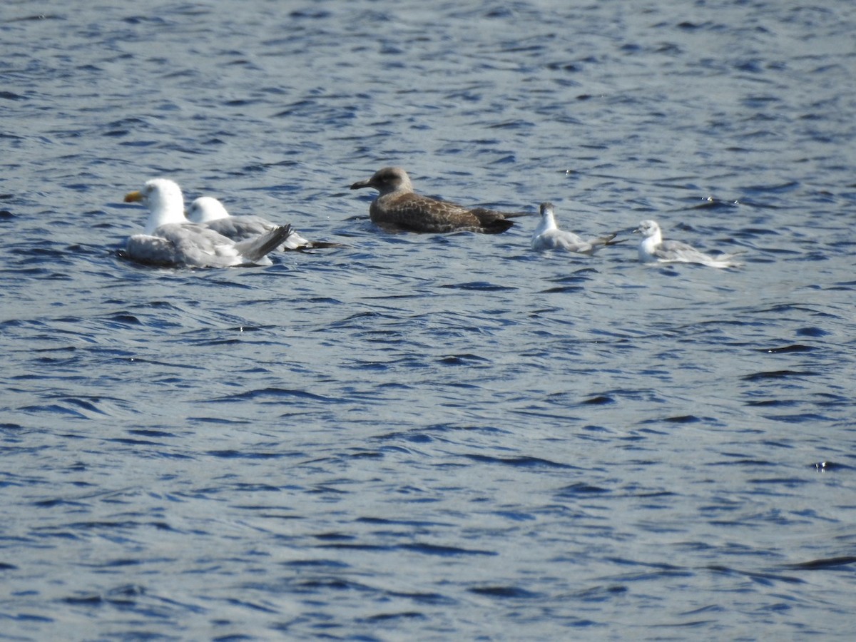 Mouette de Bonaparte - ML603525431