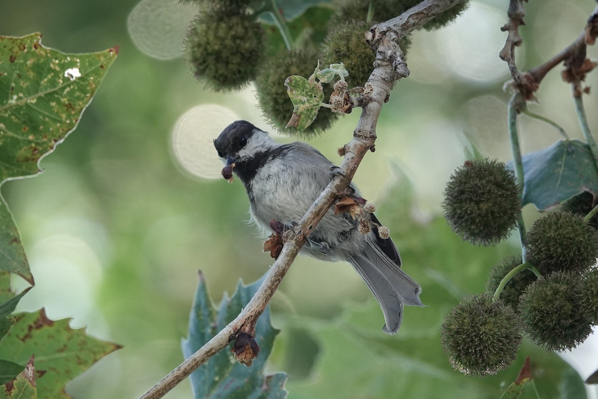 Mésange à dos marron - ML603526831