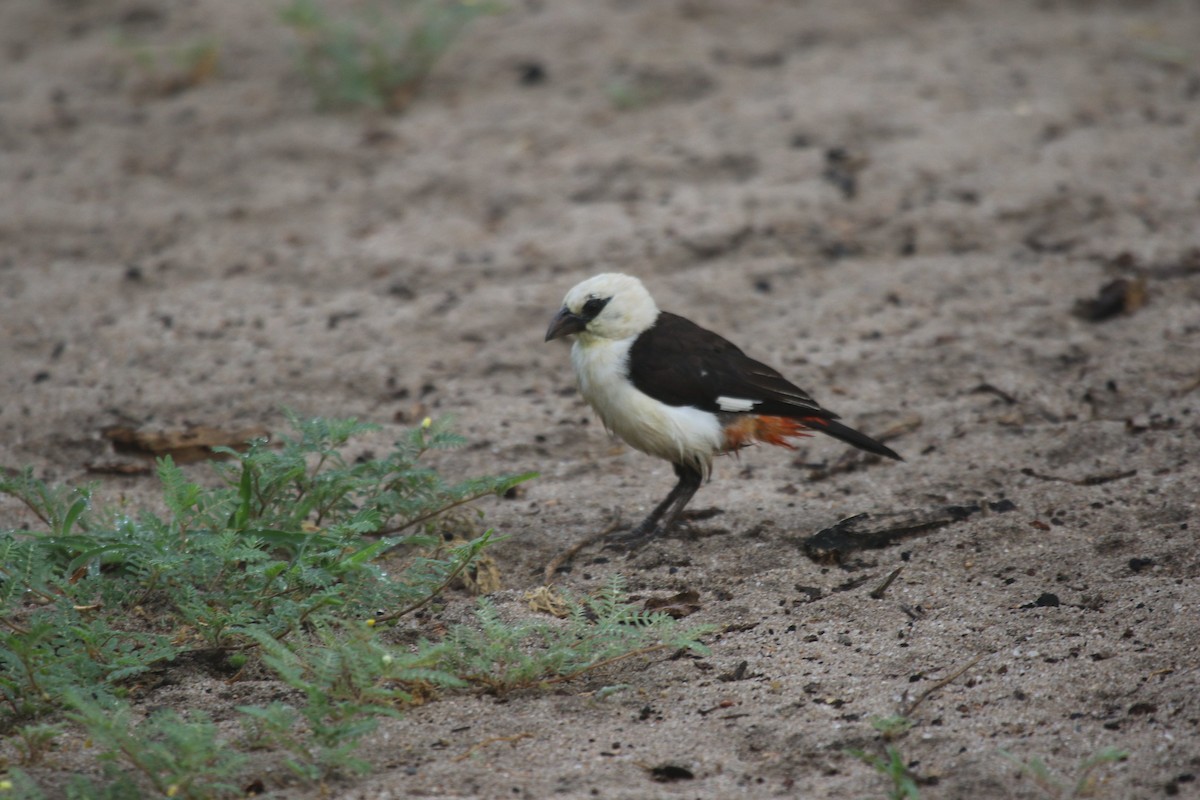 White-headed Buffalo-Weaver - ML603527331