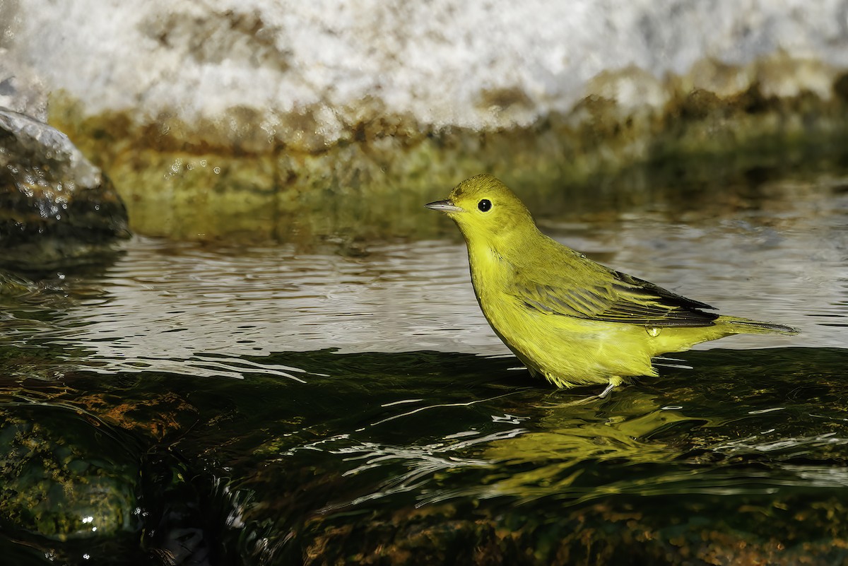 Yellow Warbler - Peter Darcy