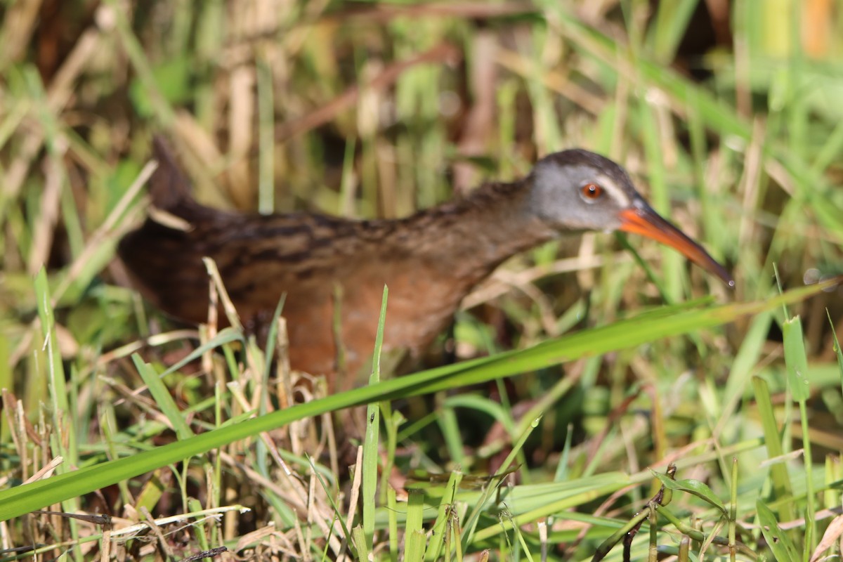 Virginia Rail - ML603528511