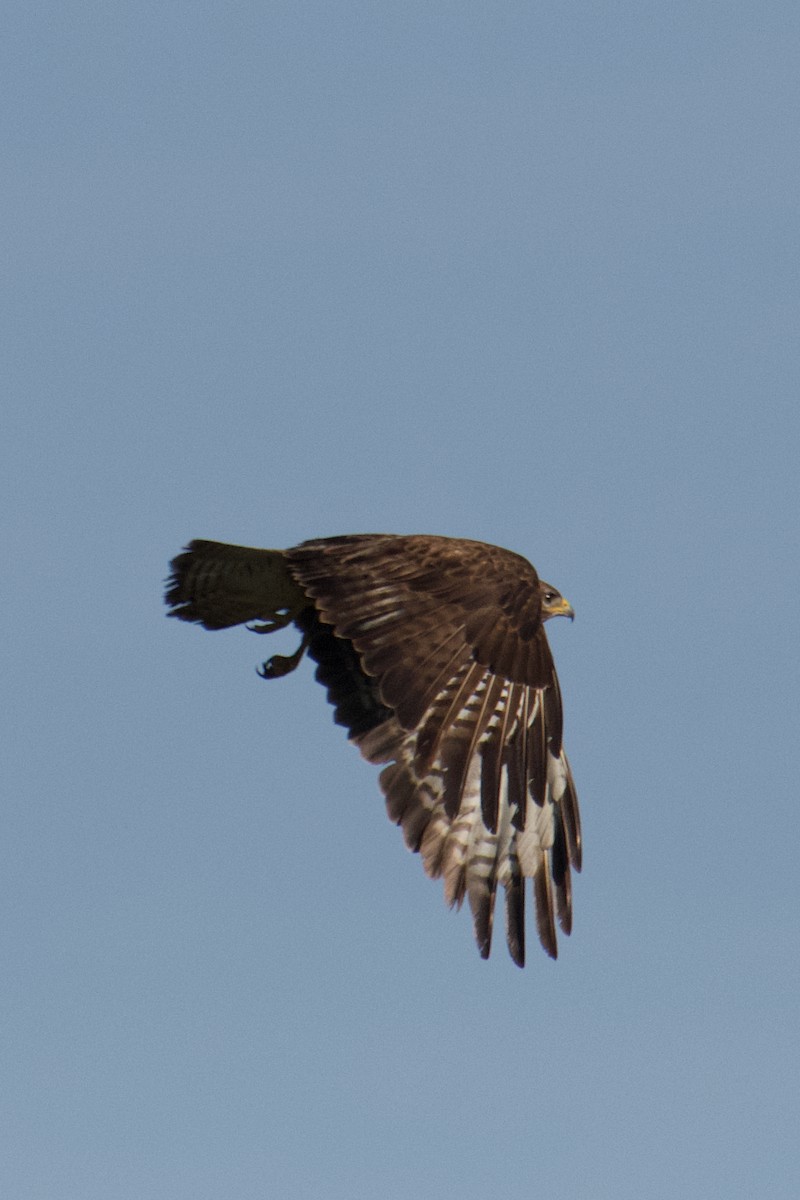 Common Buzzard - ML603528671