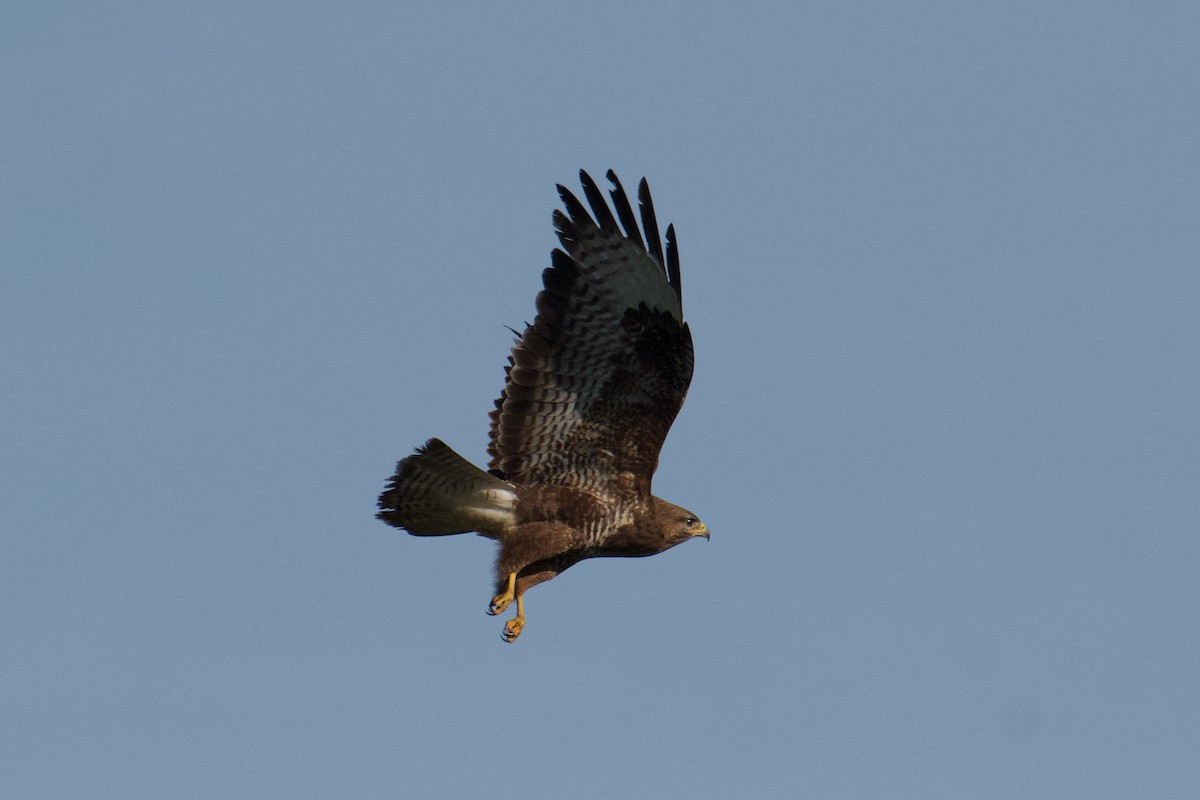 Common Buzzard - ML603528721