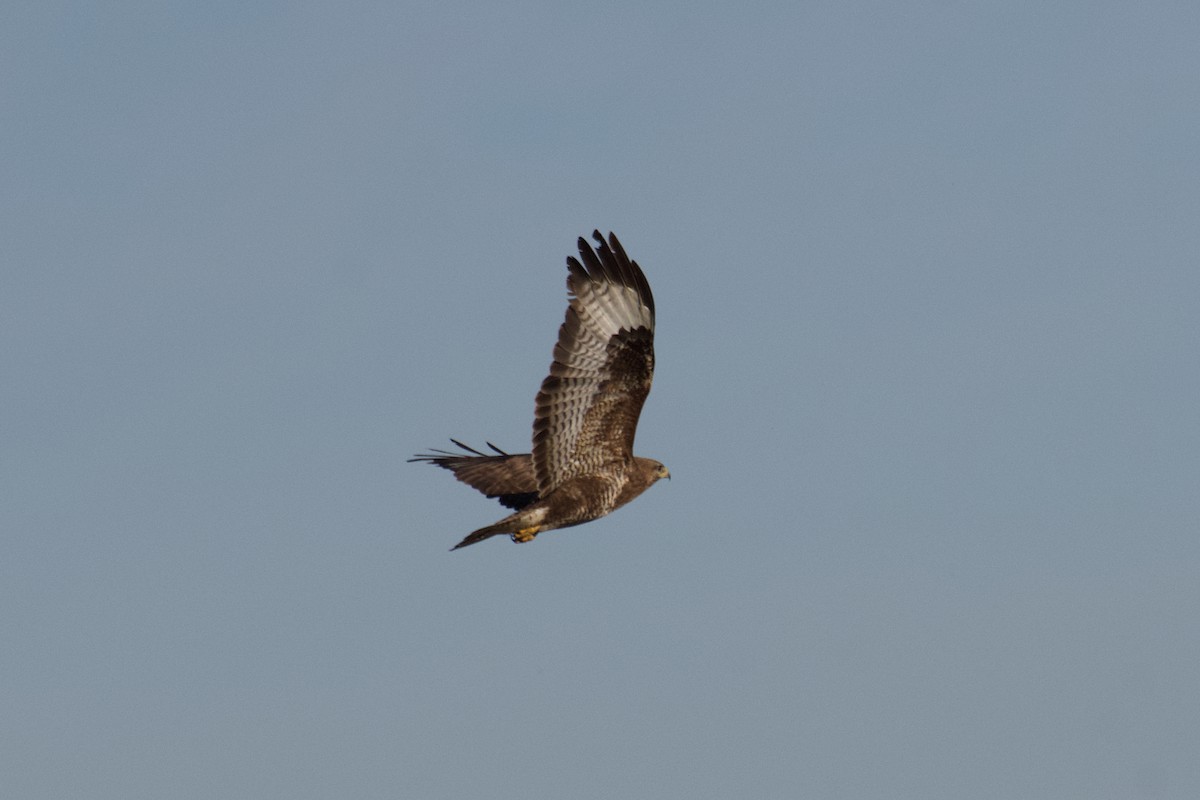 Mäusebussard - ML603528791