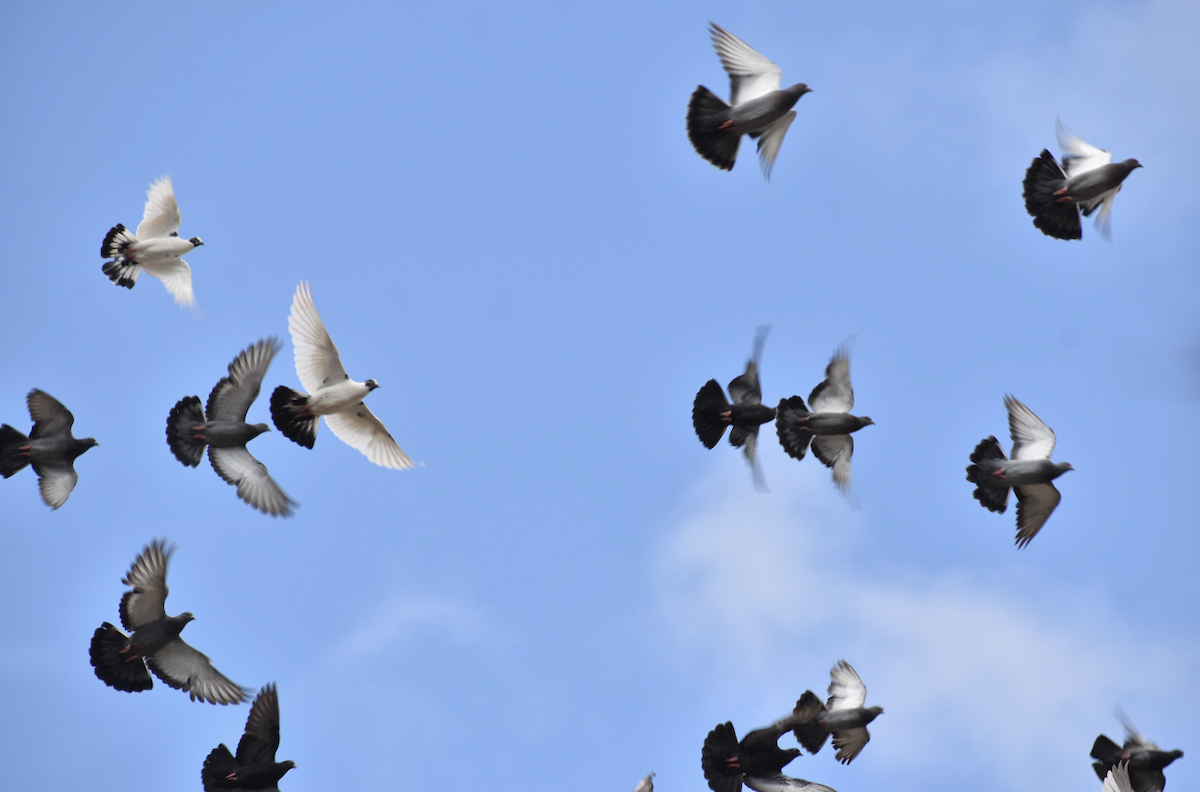 Rock Pigeon (Feral Pigeon) - ML603528901