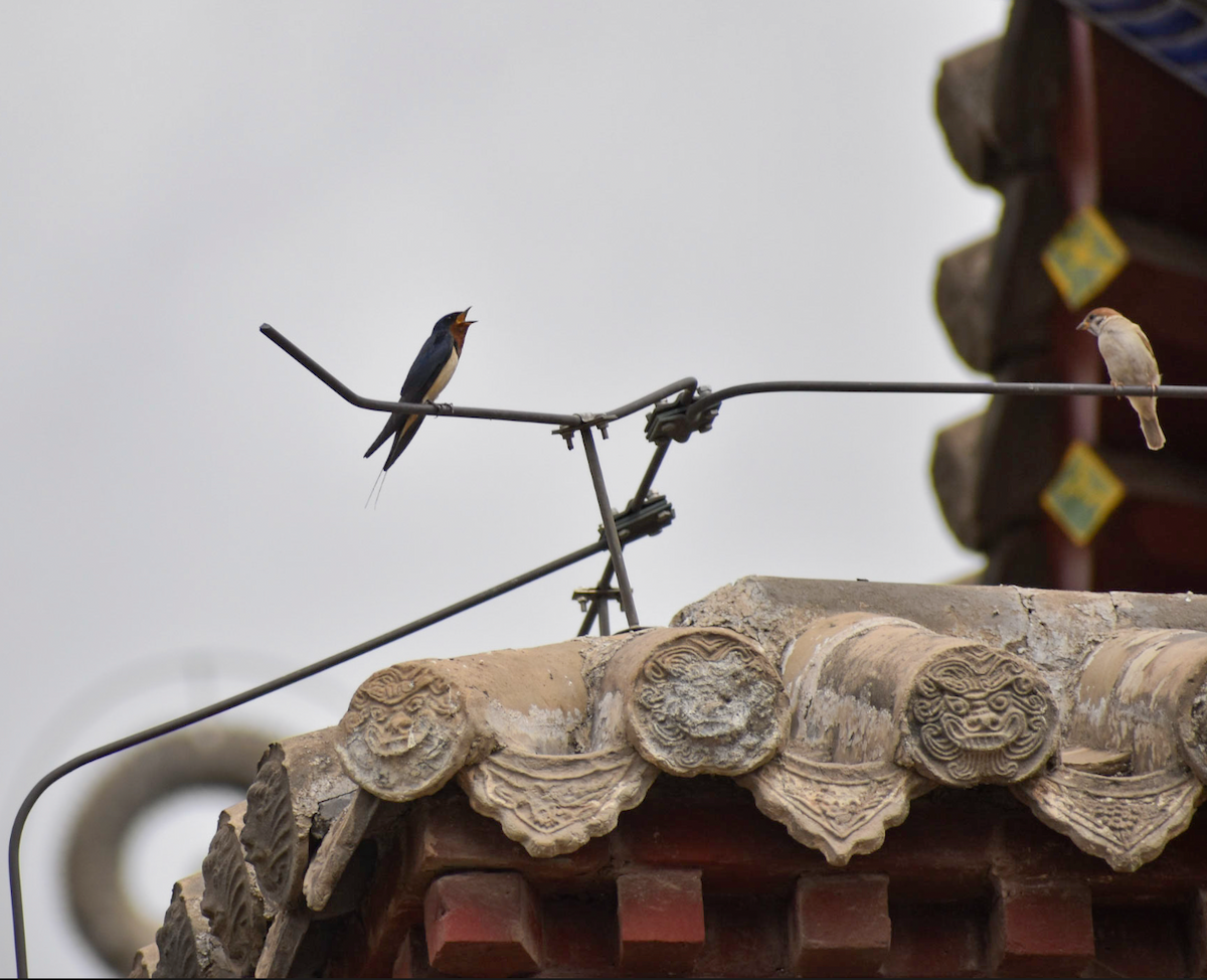 Barn Swallow - ML603529051