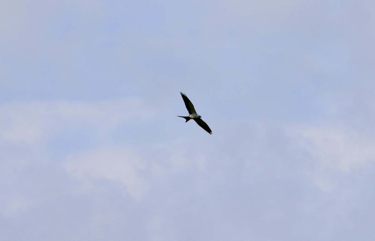 Swallow-tailed Kite - ML603529261