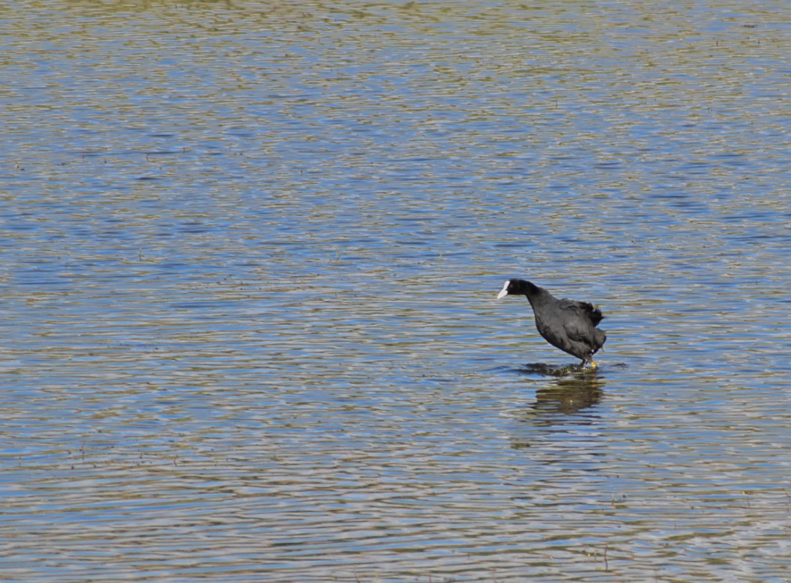 Eurasian Coot - ML603529301